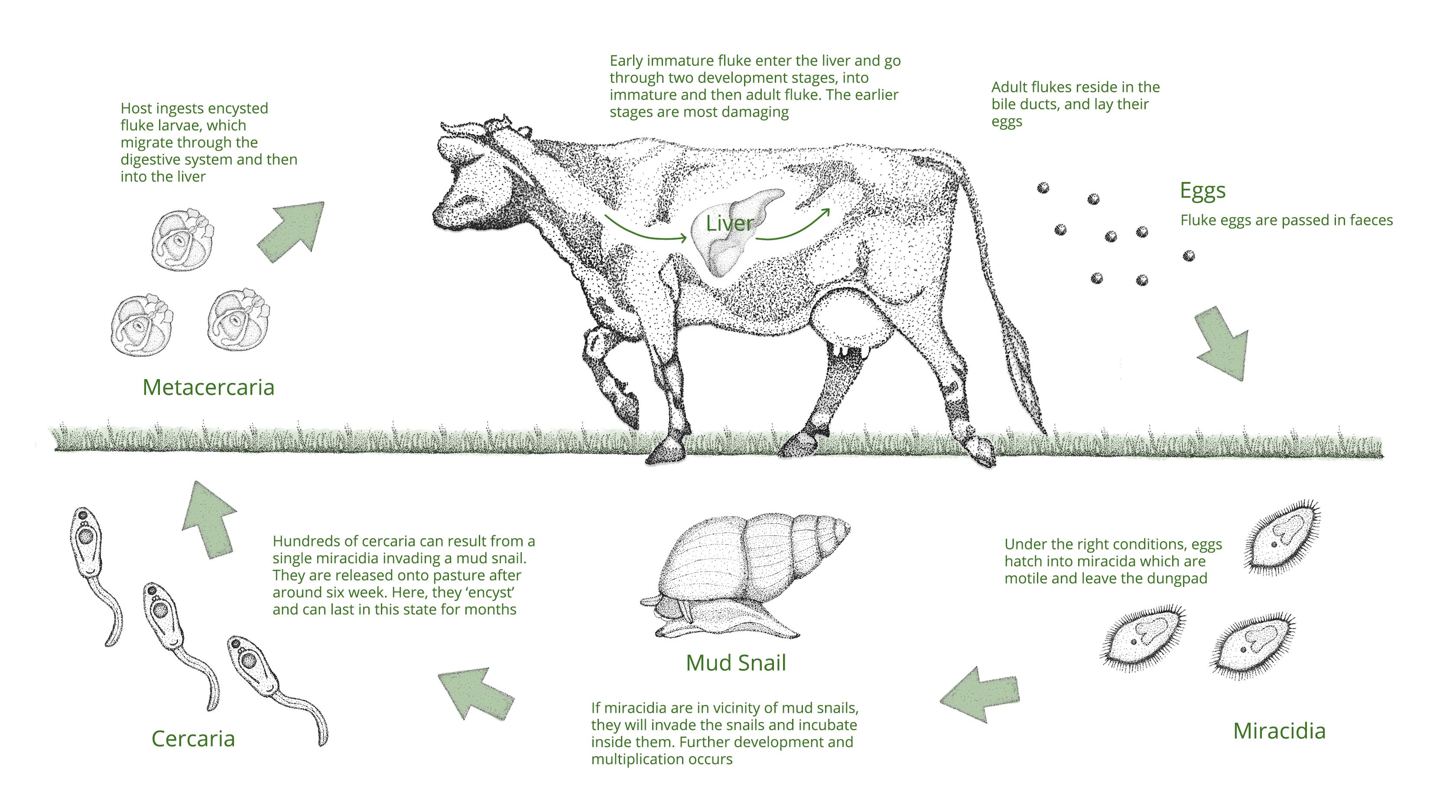 Liver Fluke Diseases Solutions Farm Health First